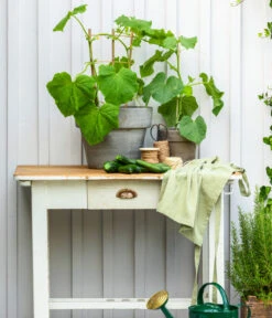 Bioland Gurke, Veredelt -Pflanzenbedarf Geschäft 8830663 WE MO 002 Gurke CucurbitaePepoZucchiniGruen