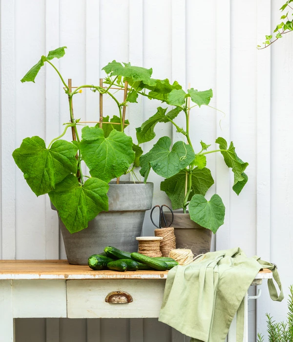 Snackgurke 6 Snackgurke – Bild 4