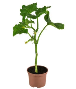 Snackgurke 8 Snackgurke -Pflanzenbedarf Geschäft 8830960 WE FS 001 SnackgurkeDehnerExpressHerzig