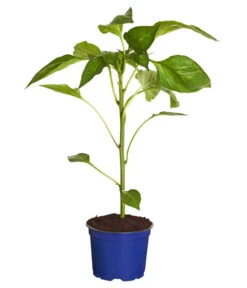 Dehner Gourmet Garten Tomatenpaprika -Pflanzenbedarf Geschäft 8831562 WE FS 001 PaprikaTommyT12DehnerExpressZS