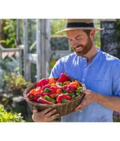 Spitzpaprika, Rot -Pflanzenbedarf Geschäft 8831588 8833501 8831034 8831687 8831125 8830382 WE MO 001 Titel GC07 2020 02 PaprikaSpitzpaprikaSnackpaprikaPeproniPiriPiri