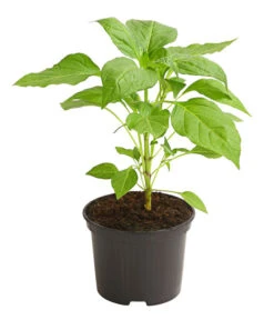 Milde Peperoni -Pflanzenbedarf Geschäft 8831695 WE FS 001 PeperoniMildCapsicumAnnuumLongumDehnerExpressHerzig