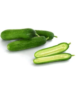 Snackgurke 9 Snackgurke -Pflanzenbedarf Geschäft 8833063 8830960 WE DE 001 GourmetGartenSnackgurkeVeredelt