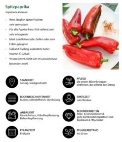Spitzpaprika, Rot -Pflanzenbedarf Geschäft 8833501 WE IG 001 Spitzpaprika