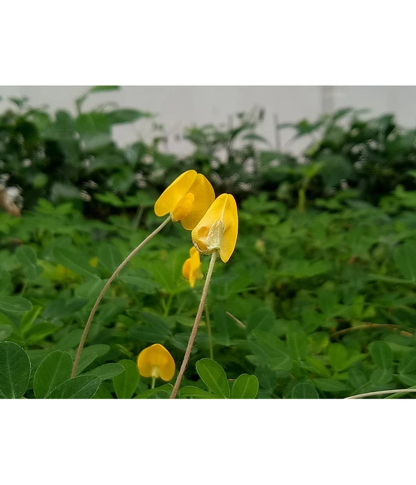 Bioland Erdnuss 4 Bioland Erdnuss – Bild 2