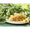 Dehner Ananaskirsche Physalis -Pflanzenbedarf Geschäft 8837965 WE MO 001 GourmetAndenbeereGoldvital
