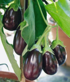Pick-&-Joy® Aubergine Mit Früchten -Pflanzenbedarf Geschäft 8838047 WE DE 001 AubergineOphelliaF1Fruechte