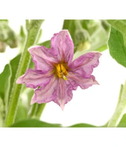 Pick-&-Joy® Aubergine Mit Früchten -Pflanzenbedarf Geschäft 8838047 WE DE 001 PickandJoyAubergineT14