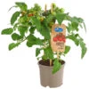 Pick-a-Tom® Cocktailtomate Mit Früchten, Rot -Pflanzenbedarf Geschäft 8838757 PR FS 002 PickaTomCherrytomateRotT14DehnerExpressHerzig