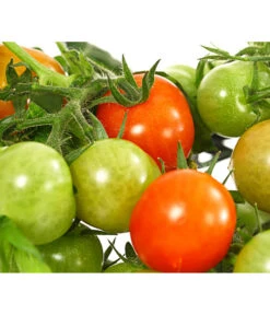 Pick-a-Tom® Cocktailtomate Mit Früchten, Rot -Pflanzenbedarf Geschäft 8838757 WE DE 001 PickaTomCherrytomateRotT14