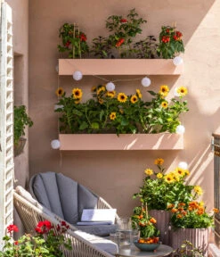 Pick-a-Tom® Cocktailtomate Mit Früchten, Rot -Pflanzenbedarf Geschäft 8838757 WE MO 001 SonnenbalkonPickaTom