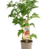 Pick-a-Tom® Cocktailtomate 'Candy' Mit Früchten -Pflanzenbedarf Geschäft 8838815 PR FS 002 PickaTomBeerentomateCandyT14DehnerExpressHerzig