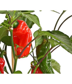 Pick-a-Pep® Snackpaprika Mit Früchten 7 Pick-a-Pep® Snackpaprika Mit Früchten -Pflanzenbedarf Geschäft 8838823 SnackpaprikaRotMitFrucht