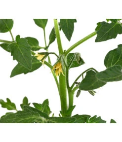 Tomate 'Previa' -Pflanzenbedarf Geschäft 8839136 WE DE 001 TomatePrevia