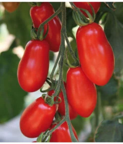 Mini San-Marzano Tomate 'Trilly' -Pflanzenbedarf Geschäft 8839144 we DE 001 TomateTrilly