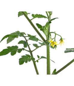 Cherrytomate 'Pepe' -Pflanzenbedarf Geschäft 8839243 WE DE 001 CherrytomateRot