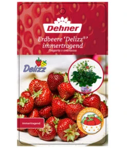 Erdbeere 'Delizz' 8 Erdbeere 'Delizz' -Pflanzenbedarf Geschäft 8840274 ErdbeereDelizzImmertragend Etikett 1
