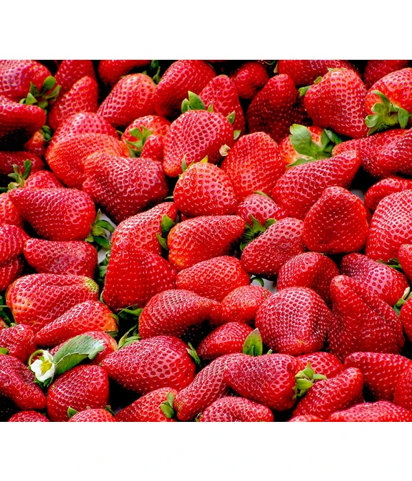 Erdbeere 'Delizz' 3 Erdbeere 'Delizz'