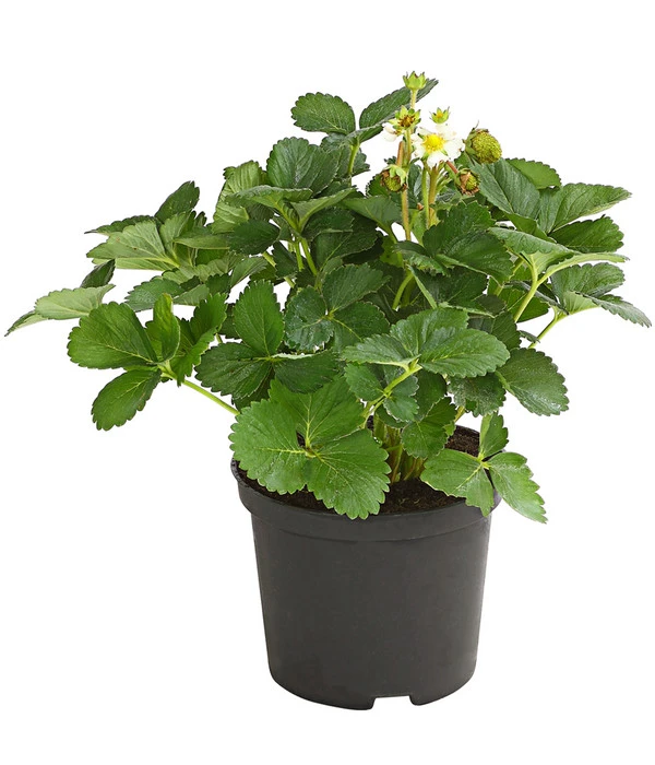 Erdbeere 'Delizz' 4 Erdbeere 'Delizz' – Bild 2