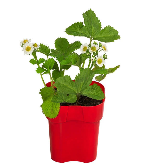 XXL Erdbeere 'Elvira' 3 XXL Erdbeere 'Elvira'