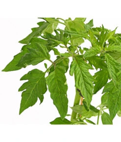 Bioland Fleischtomate -Pflanzenbedarf Geschäft 8842627 WE DE 001 BioFleischtomateT12DehnerExpressHerzig