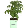 GREENBAR® Naschtomate 2 GREENBAR® Naschtomate -Pflanzenbedarf Geschäft 8843203 PR FS 001 GreenbarNaschtomateT11DehnerExpressHerzig