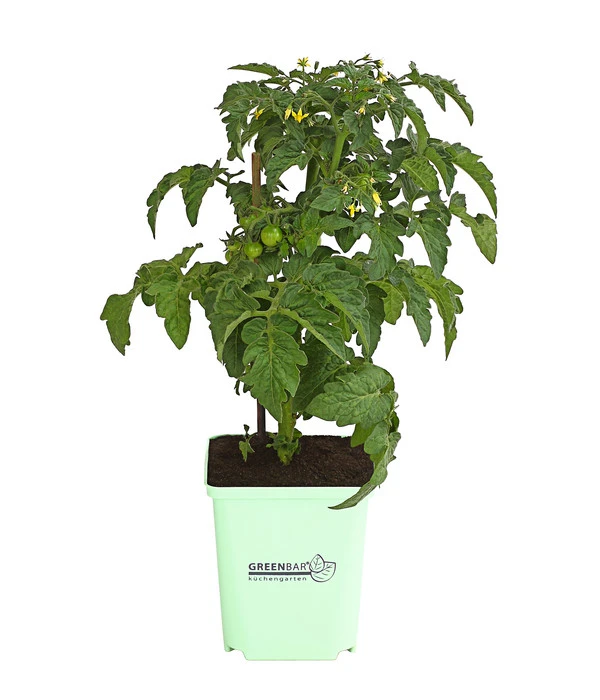 GREENBAR® Naschtomate 3 GREENBAR® Naschtomate