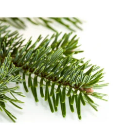 Nordmann-Tanne, Ca. 100-150 Cm, Gesägt -Pflanzenbedarf Geschäft 8995896 BildD 001 Nordmanntanne