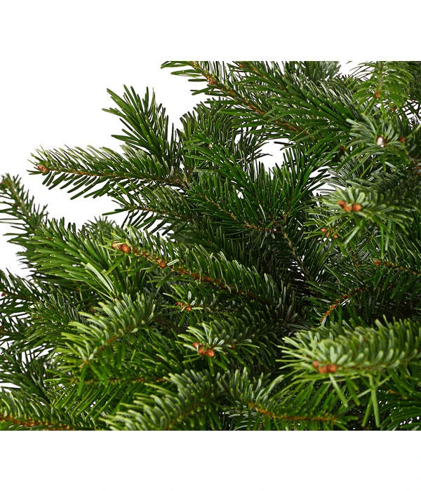 Nordmann-Tanne, Ca. 125-150 Cm, Im Topf Gewachsen 5 Nordmann-Tanne, Ca. 125-150 Cm, Im Topf Gewachsen – Bild 3
