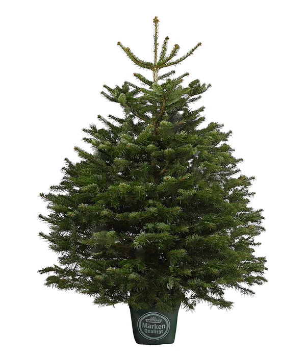 Nordmann-Tanne, Ca. 125-150 Cm, Im Topf Gewachsen 3 Nordmann-Tanne, Ca. 125-150 Cm, Im Topf Gewachsen