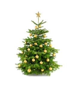 Nordmann-Tanne, Ca. 100-150 Cm, Gesägt -Pflanzenbedarf Geschäft 8996480 BildFS 004 AbiesNordmannStandard