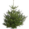 Nordmann-Tanne, Ca. 100-150 Cm, Gesägt -Pflanzenbedarf Geschäft 8996480 PR FS 001 NordmannKleinDehnerExpressHerzig