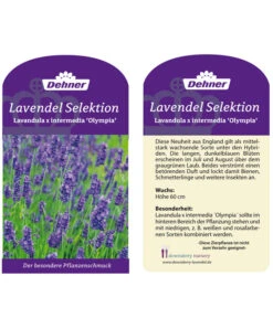 Lavendel 'Olympia' -Pflanzenbedarf Geschäft LavendelOlympia