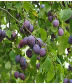 Zwetschge 'Kulinaria-Toptaste' -Pflanzenbedarf Geschäft M200006349 WE MO 001 ZwetschgeKulinariaToptastePixabay