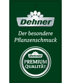 Schmetterlingsorchidee - Phalaenopsis Cultivars 'Big Lip', Kaskade 10 Schmetterlingsorchidee - Phalaenopsis Cultivars 'Big Lip', Kaskade -Pflanzenbedarf Geschäft PremiumPhalaenopsis Phala 04052016 1