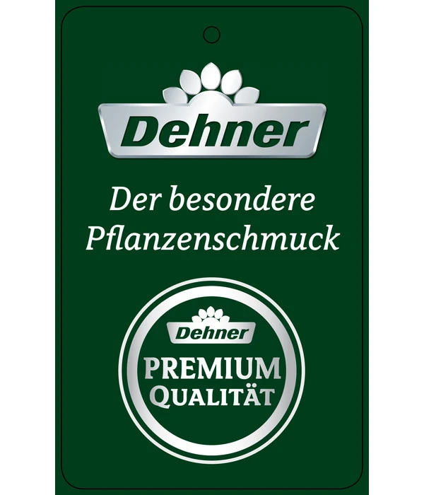 Schmetterlingsorchidee - Phalaenopsis Cultivars 'Big Lip', Kaskade 6 Schmetterlingsorchidee - Phalaenopsis Cultivars 'Big Lip', Kaskade – Bild 4