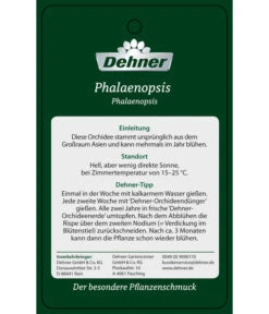 Schmetterlingsorchidee - Phalaenopsis Cultivars 'Big Lip', Kaskade 11 Schmetterlingsorchidee - Phalaenopsis Cultivars 'Big Lip', Kaskade -Pflanzenbedarf Geschäft PremiumPhalaenopsis Phala 04052016 2