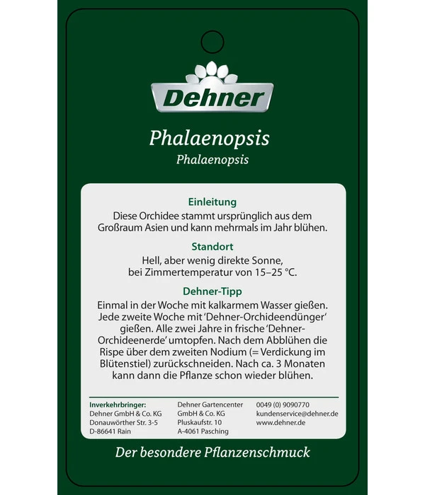 Schmetterlingsorchidee - Phalaenopsis Cultivars 'Big Lip', Kaskade 7 Schmetterlingsorchidee - Phalaenopsis Cultivars 'Big Lip', Kaskade – Bild 5