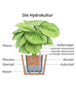 Drachenbaum - Dracaena Deremensis, Hydrokultur 6 Drachenbaum - Dracaena Deremensis, Hydrokultur -Pflanzenbedarf Geschäft WE MO Hydrokultur Hydropflanze Grafik 6